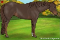 Horse Color:Liver Chestnut