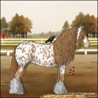Horse Color:Chestnut Appaloosa