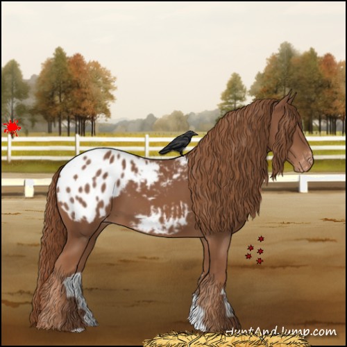 Horse Color:Chestnut Appaloosa 