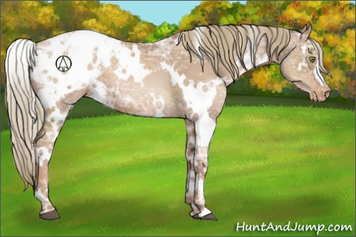 Horse Color:White Spotted Liver Chestnut Ice Pearl Appaloosa 