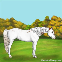 Horse Color:Chestnut Splash Tobiano and Chestnut Splash Tobiano Rabicano