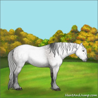 Horse Color:Gray Grullo