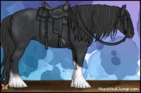 Horse Color:Black Tobiano 