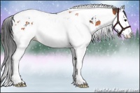 Horse Color:Black Splash Tobiano  and Bay Splash Tobiano 