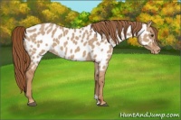Horse Color:Red Dun Near Leopard 