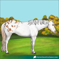 Horse Color:Chestnut Appaloosa 