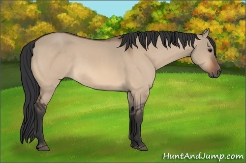 Horse Color:Bay Dun 