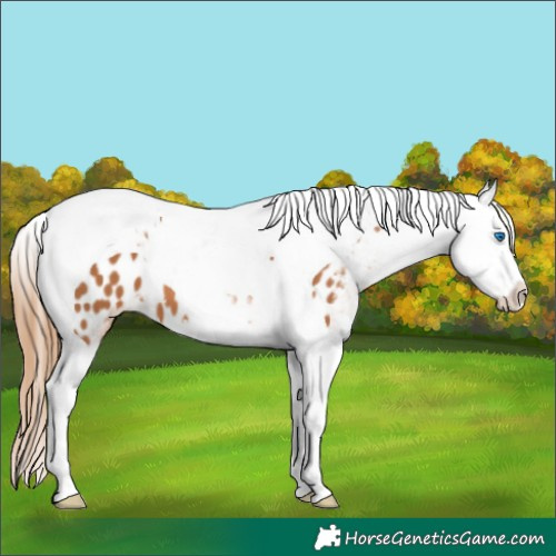 Horse Color:Chestnut Splash Tobiano Appaloosa 