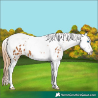 Horse Color:Chestnut Splash Tobiano Appaloosa 