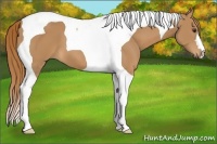 Horse Color:Chestnut Tobiano 