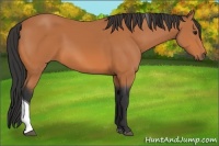 Horse Color:Bay Tobiano 