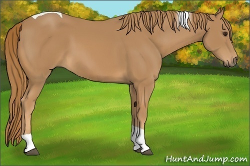 Horse Color:Chestnut Tobiano 