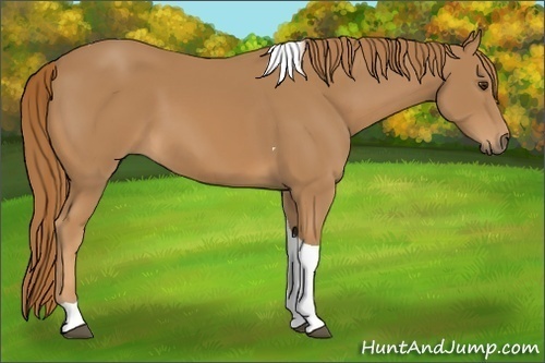 Horse Color:Chestnut Tobiano 