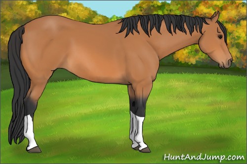 Horse Color:Bay Tobiano 