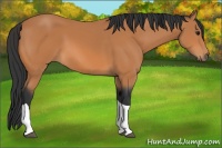 Horse Color:Bay Tobiano 