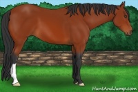 Horse Color:Bay 