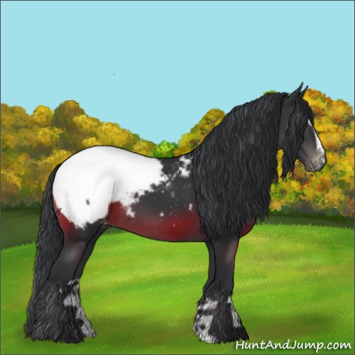 Horse Color:Black Sabino Appaloosa 