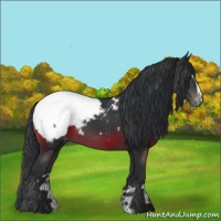 Horse Color:Black Sabino Appaloosa 