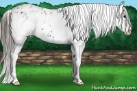 Horse Color:White Spotted Black Frame Appaloosa Rabicano 