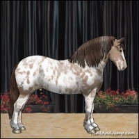 Horse Color:Classic Champagne Ice Appaloosa 