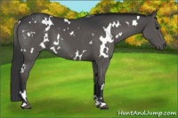 Horse Color:White Spotted Black 
