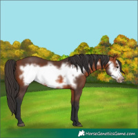 Horse Color:Bay Frame 