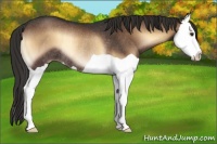 Horse Color:Liver Red Onyx Splash Rabicano
