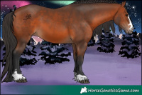 Horse Color:Bay 