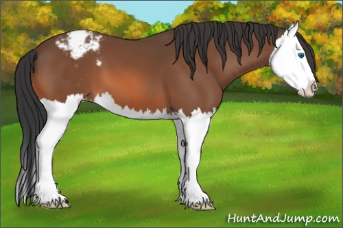 Horse Color:Bay Splash Appaloosa