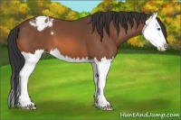 Horse Color:Bay Splash Appaloosa