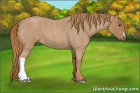 Horse Color:Red Roan 