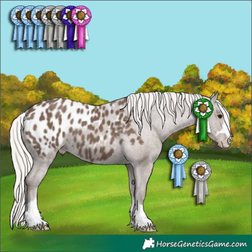 Horse Color:Silver Black Appaloosa