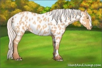 Horse Color:Silver Amber Champagne Near Leopard