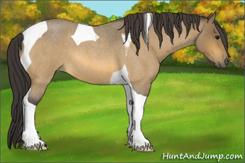 Horse Color:Buckskin Roan Tobiano 