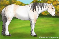 Horse Color:White Spotted Buckskin Ice