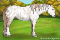 Horse Color:Gold Champagne Near Leopard  and Gray Chestnut Splash Near Leopard 