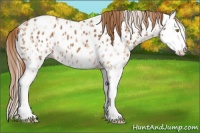 Horse Color:Gold Champagne Splash Near Leopard  and Chestnut Splash Near Leopard 