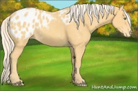 Horse Color:Gold Cream Champagne Blanket
