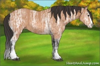 Horse Color:Bay Ice Splash 