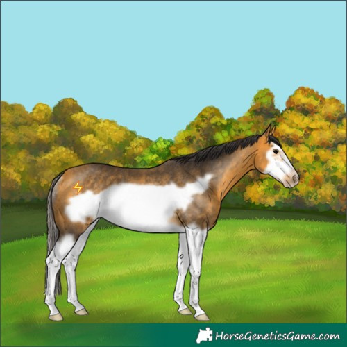 Horse Color:Buckskin Splash Frame Rabicano 