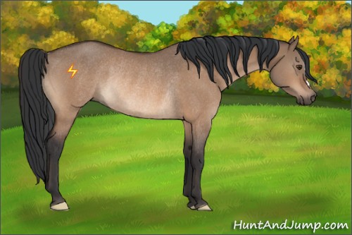 Horse Color:Bay Dun Rabicano 