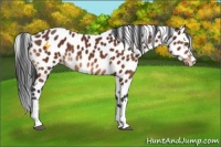 Horse Color:Bay Tobiano Appaloosa 