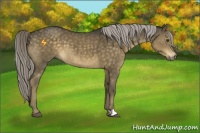 Horse Color:Chocolate Palomino 