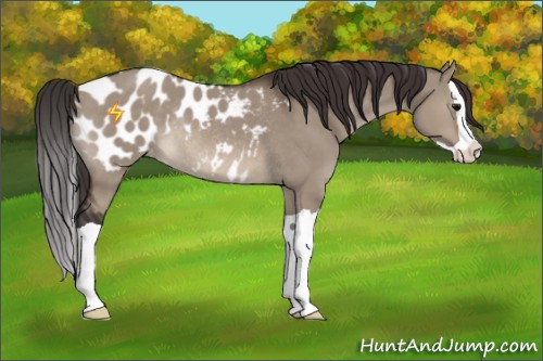 Horse Color:Brown Dun Splash Blanket Rabicano 