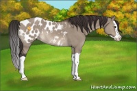 Horse Color:Brown Dun Splash Blanket Rabicano 