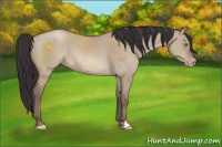 Horse Color:Sable Champagne Dun 
