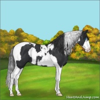 Horse Color:Black Splash Tobiano  and Black Splash Tobiano 