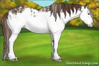 Horse Color:Liver Chestnut Sabino Splash and White Spotted Liver Chestnut Sabino Splash
