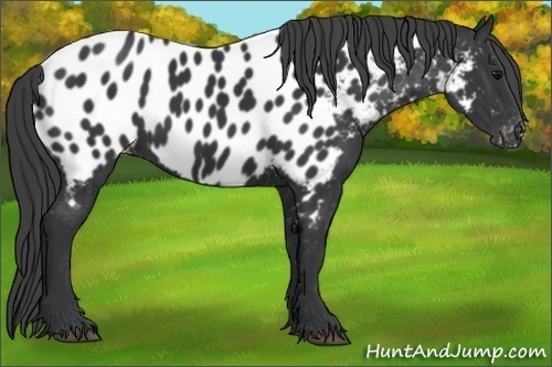 Horse Color:Black Appaloosa 