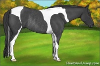 Horse Color:Blue Roan Tobiano Rabicano